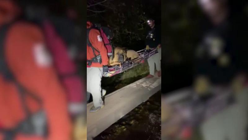 Un câine de 86 de kilograme a fost salvat din munți după ce a leșinat. Salvamontiștii s-au luptat cu el patru ore - FOTO