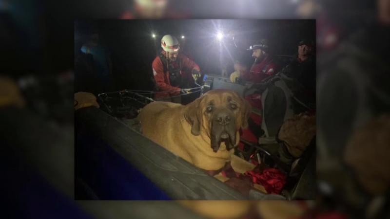 Un câine de 86 de kilograme a fost salvat din munți după ce a leșinat. Salvamontiștii s-au luptat cu el patru ore - FOTO