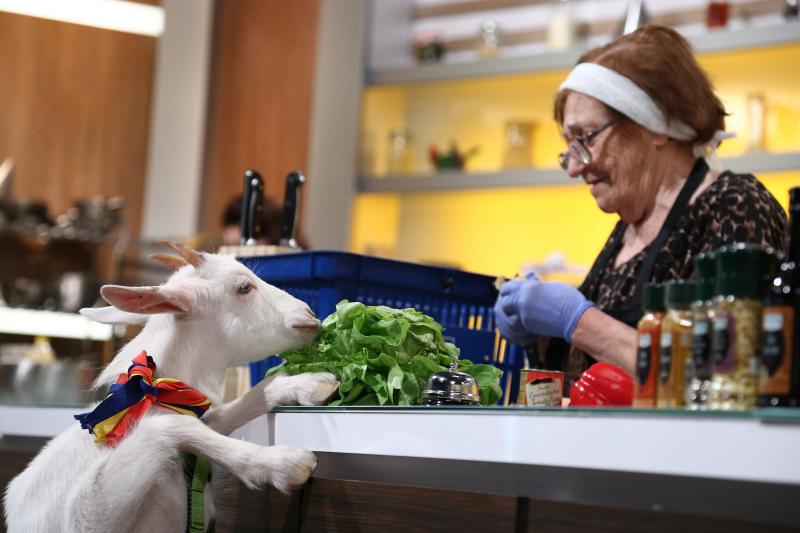 O ieduță cu pampers, o șoferiță curajoasă pe TIR și un englez trăsnit! Ce s-a întâmplat în ediția 12 din sezonul 7 Chefi la cuțite