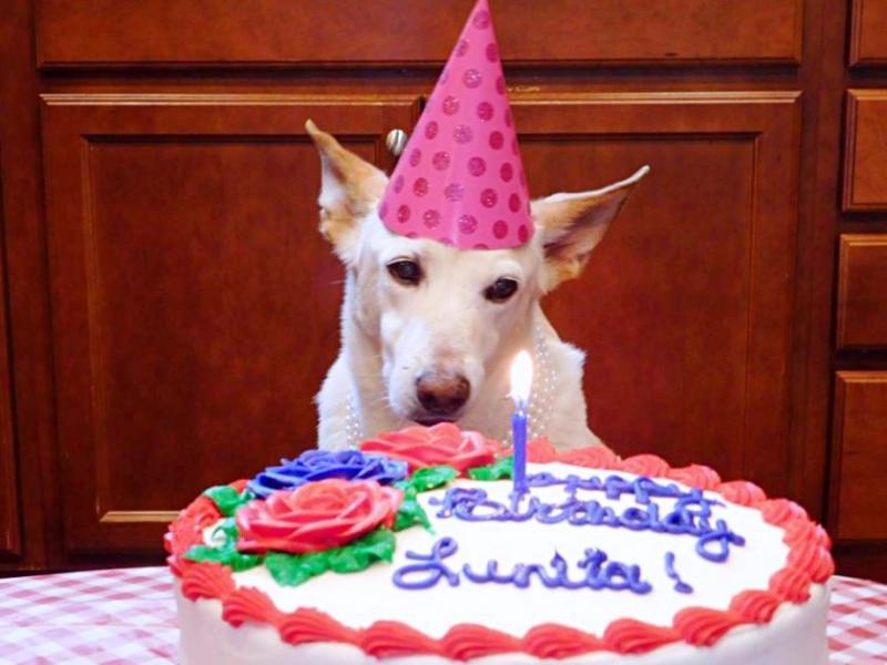 O cățelușă paralizată a fost aruncată fără milă în mijlocul străzii. Povestea emoționantă a Lunitei