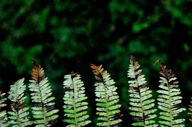 Pete este feriga care poate face fotografii! Unică în lume, această plantă ar putea schimba tot ce știm despre sursele de energie