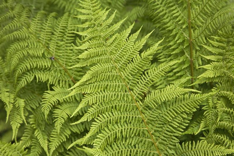 Pete este feriga care poate face fotografii! Unică în lume, această plantă ar putea schimba tot ce știm despre sursele de energie