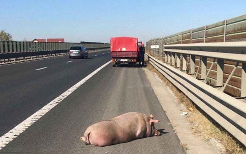 Au pierdut porcul pe autostradă! Imaginile cu animalul, pe banda de urgență între Sibiu și Sebeș, au revoltat internetul