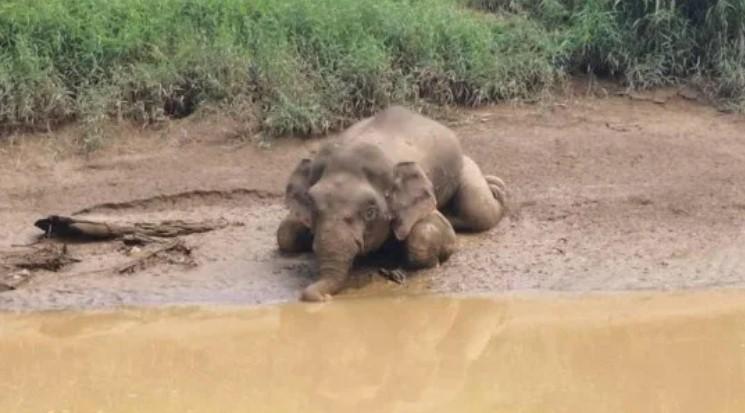 Imagini sfâșietoare! Un elefant dintr-o specie rară a fost împușcat cu 70 de gloanțe și lăsat să plutească pe un râu