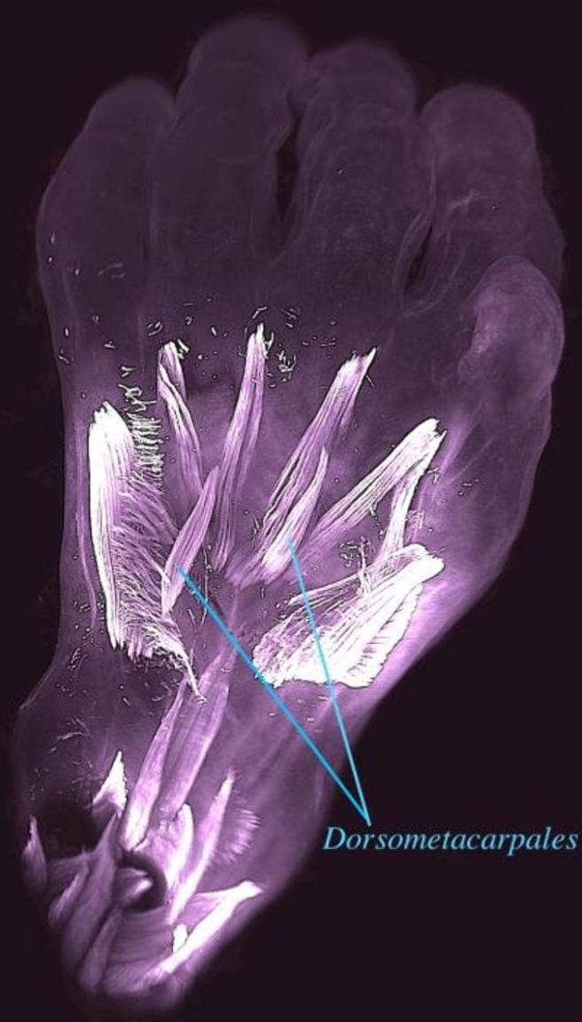 O nouă descoperire științifică! Fetușii umani dezvoltă mușchi de reptile care dispar la naștere