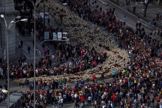 Peste 700 de oi și capre au străbătut străzile din Madrid într-un marș organizat de ciobani  - VIDEO