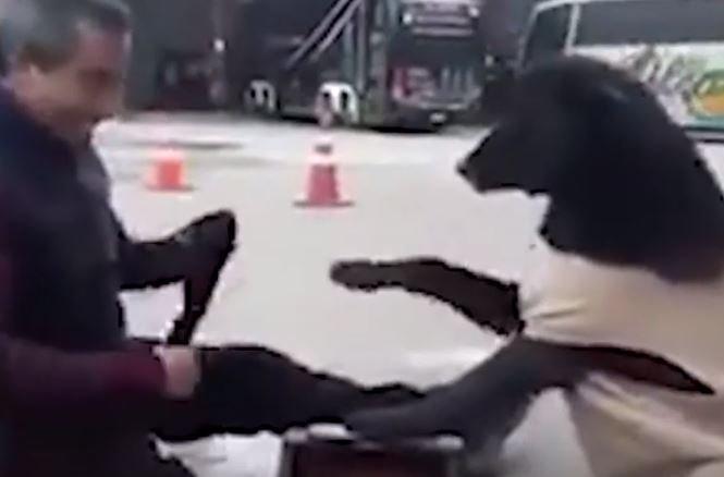 Gestul adorabil pe care l-a făcut un câine pe stradă! Tot ce și-a dorit a fost un moment de relaxare în care lăbuțele lui să strălucească - VIDEO