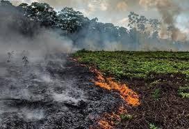 Dispare pădurea amazoniană? Incendiile puternice din această vară au distrus 17% din cea mai mare pădure a planetei