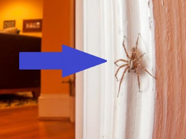 De Ce Nu Trebuie Să Omori Niciodată Un Păianjen Din Casă Ce Se Intamplă