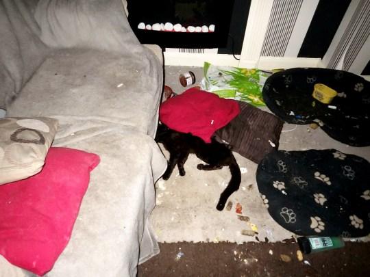 O femeie și-a lăsat cele două pisici și câinele închiși în casă după ce s-a mutat! Polițiștii au fost oripilați de ce au găsit - FOTO