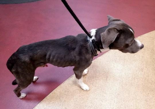 O femeie și-a lăsat cele două pisici și câinele închiși în casă după ce s-a mutat! Polițiștii au fost oripilați de ce au găsit - FOTO