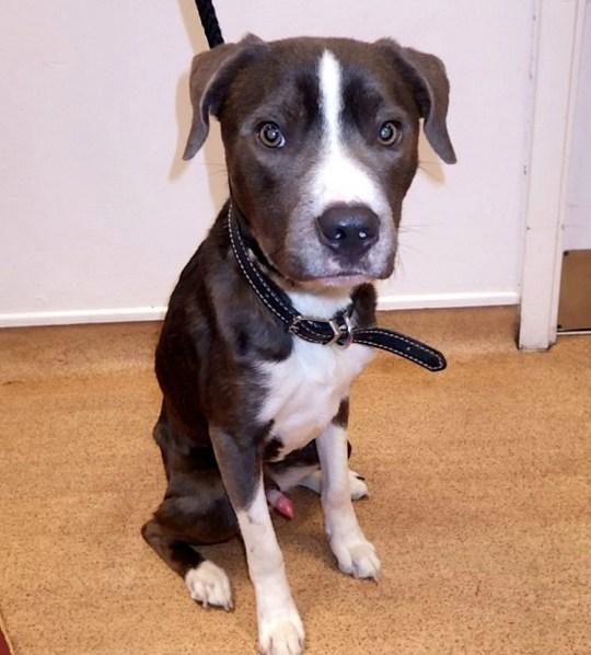 O femeie și-a lăsat cele două pisici și câinele închiși în casă după ce s-a mutat! Polițiștii au fost oripilați de ce au găsit - FOTO