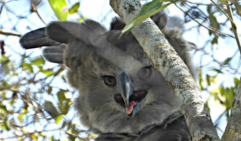 Imagini virale pe internet. El este vulturul gigant care te poate distruge dintr-o lovitură