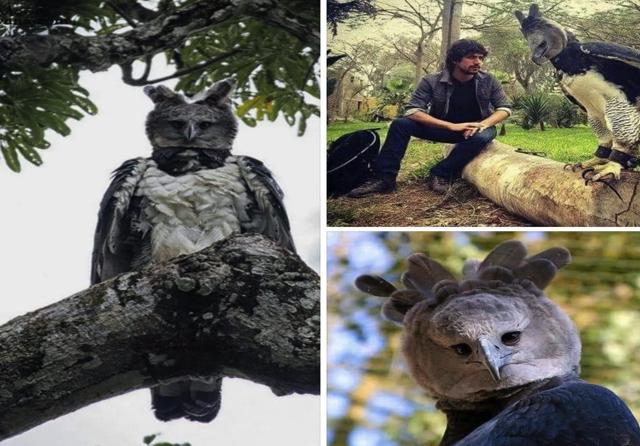 Imagini virale pe internet. El este vulturul gigant care te poate distruge dintr-o lovitură