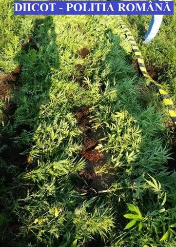 Polițiștii din Bistrița-Năsăud, descoperire șoc! Ce au găsit pe marginea unui râu: „Aveau patru metri înălțime...”