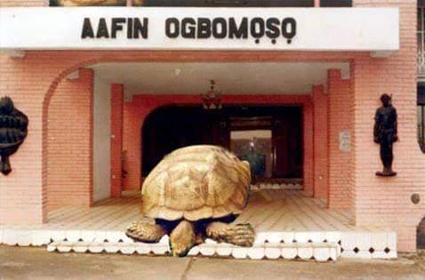 A murit la 334 de ani. Alagba, o broască țestoasă uriașă, trăia într-un palat și avea doi servitori la dispoziție