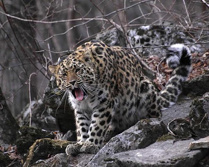 Fotografia ce dă bătăi de cap tuturor! Ce se ascunde în imagine? „Este cea mai rară din lume!”