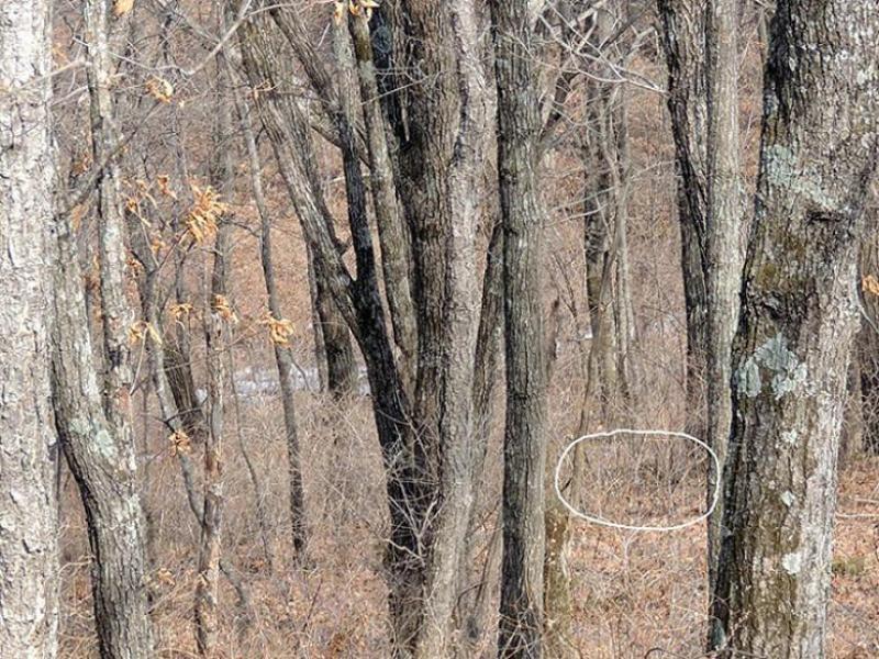 Fotografia ce dă bătăi de cap tuturor! Ce se ascunde în imagine? „Este cea mai rară din lume!”