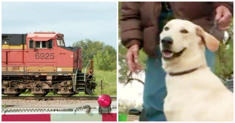 Un câine și-a împușcat stăpâna! Cum s-a întâmplat totul