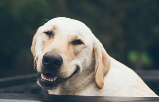 Un câine și-a împușcat stăpâna! Cum s-a întâmplat totul