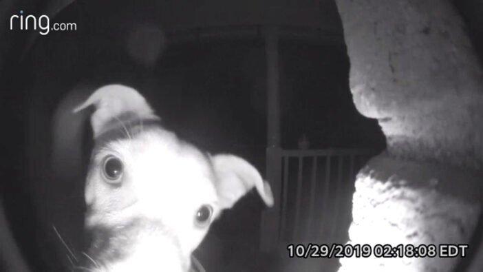 Gestul adorabil pe care l-a făcut un câțel atunci când a fost lăsat accidental afară în toiul nopții! A sunat la ușă cu lăbuța și a așteptat - VIDEO