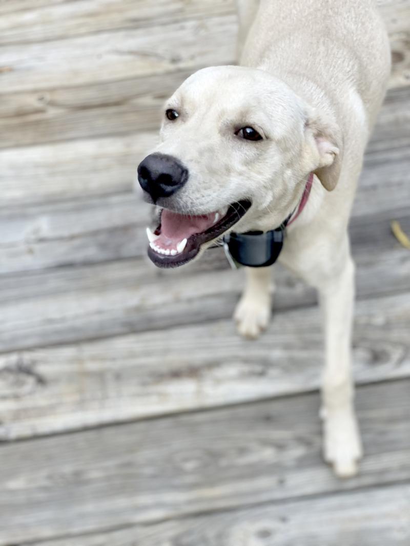 Gestul adorabil pe care l-a făcut un câțel atunci când a fost lăsat accidental afară în toiul nopții! A sunat la ușă cu lăbuța și a așteptat - VIDEO