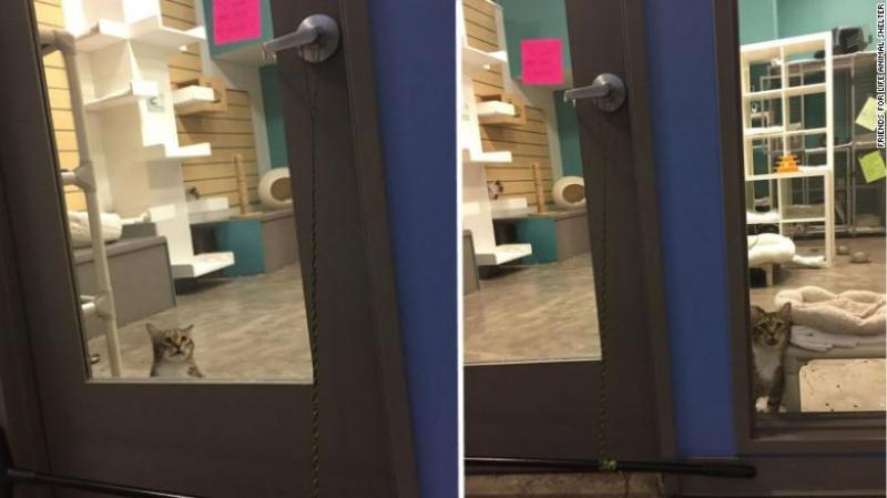 Acest motan este ILEGAL! A fost "încarcerat" după ce a ajutat alte 15 pisici să evadeze!