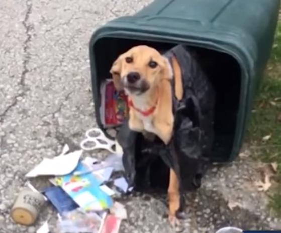 A fost aruncată la tomberon bolnavă și incapabilă să se miște. Soarta cățelușei Fawna s-a schimbat radical!