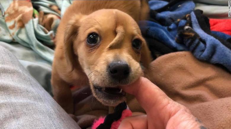 Faceți cunoștință cu Narwhal, cățelușul cu coadă în frunte! Patrupedul a devenit vedetă pe internet și tot mai multe persoane doresc să îl adopte