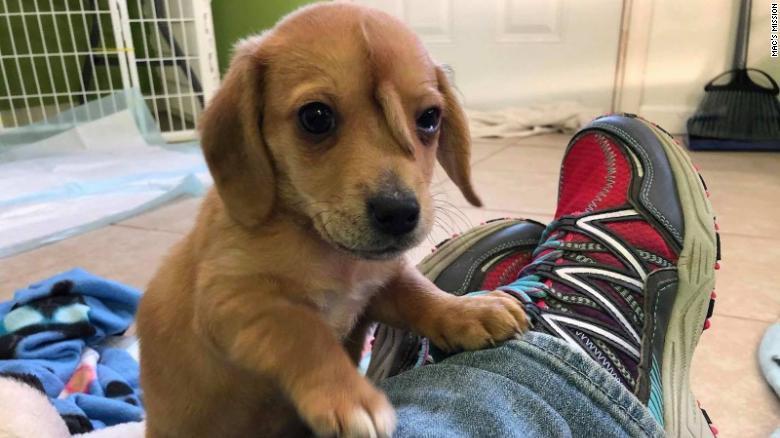 Faceți cunoștință cu Narwhal, cățelușul cu coadă în frunte! Patrupedul a devenit vedetă pe internet și tot mai multe persoane doresc să îl adopte