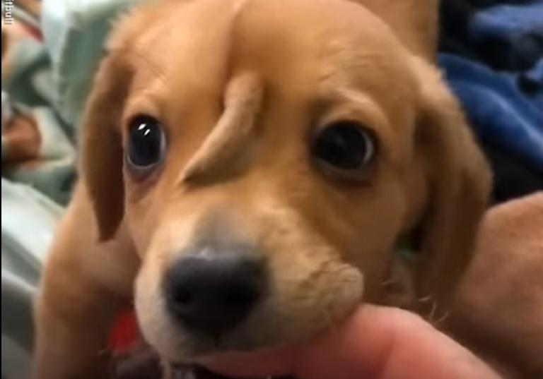VIDEO - Acest câine pare normal, la prima vedere, dar nu este! Corpul acestuia este unic în lume