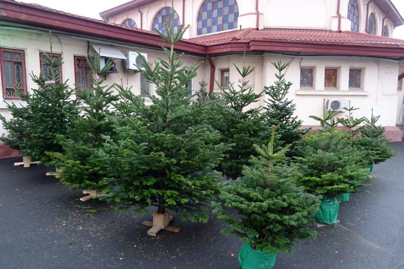 Cât costă un brad de Crăciun în 2019! Surpriză uriașă la prețuri