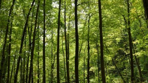 In Romania se taie 38,6 milioane de metri cubi de lemn, cu 20 de milioane peste cifrele oficiale