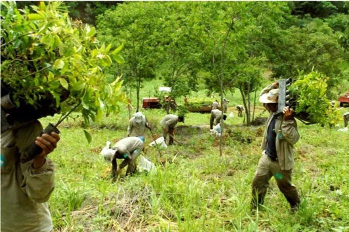 Un fotograf și soția lui au plantat două milioane de copaci pentru a reface de la zero o pădure: "Dacă nu ne vom reîntoarce spiritual la planeta noastră vom fi în primejdie"