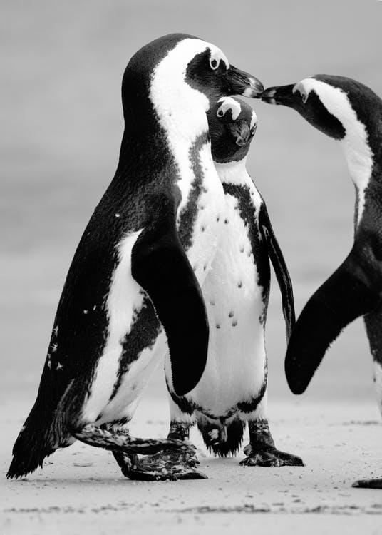 Doi pinguini gay a furat un ou de la alt cuplu de pinguini pentru a deveni "părinți"