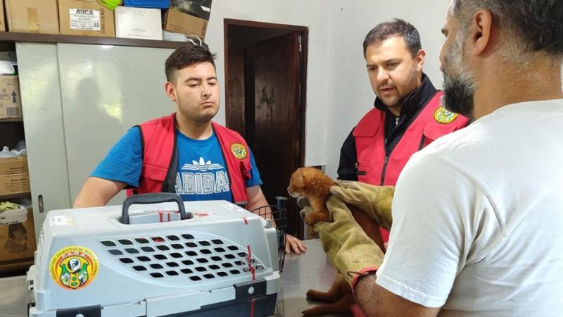 O femeie a avut parte de șocul vieții ei! Ce era de fapt animalul pe care l-a adoptat crezând că e o pisică