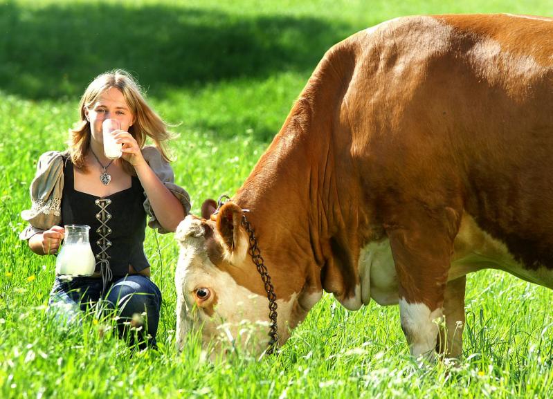 Este laptele de vacă toxic sau sănătos? În ce cantități trebuie consumat și ce trebuie să avem în vedere atunci când îl alegem de pe raft?