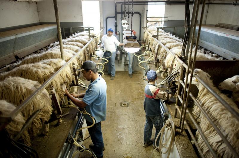 Este laptele de vacă toxic sau sănătos? În ce cantități trebuie consumat și ce trebuie să avem în vedere atunci când îl alegem de pe raft?