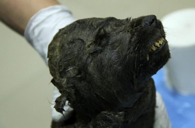 A fost descoperit cel mai bătrân câine din lume! Are 18.000 de ani și a fost conservat până acum: „E uimitor să vezi, să atingi și să simți istoria Pământului”