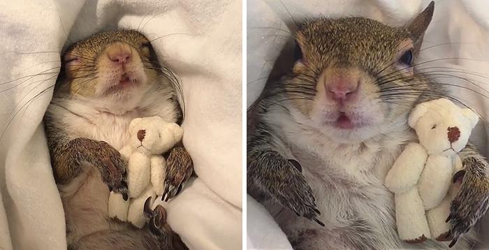 FOTO - Nu o să-ți vină să crezi! O veveriță care a suferit traume s-a atașat de un ursuleț de pluș și nu mai poate dormi fără el