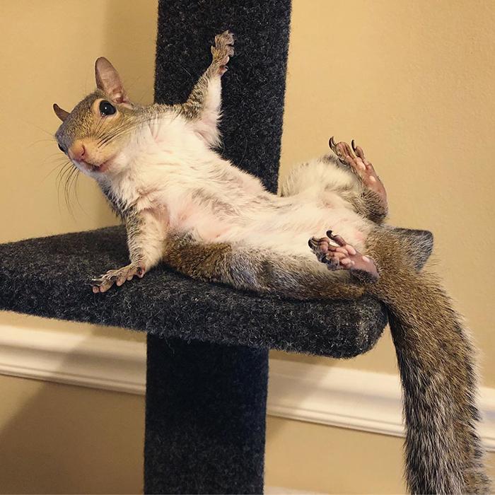 FOTO - Nu o să-ți vină să crezi! O veveriță care a suferit traume s-a atașat de un ursuleț de pluș și nu mai poate dormi fără el