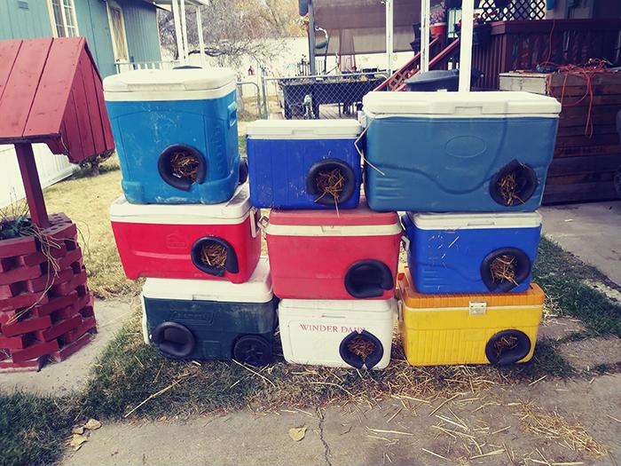 Un bărbat a confecționat din deșeuri zeci de adăposturi de iarnă pentru pisicile vagaboande. Faptele lui au ajuns să fie cunoscute pe tot mapamondul