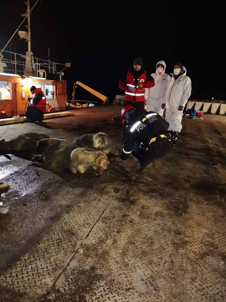 Operațiunea de salvare a oilor din nava răsturnată din portul Midia a luat sfârșit! Câte ovine au fost salvate