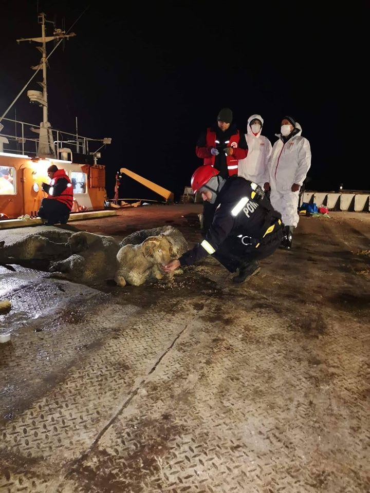 Operațiunea de salvare a oilor din nava răsturnată din portul Midia a luat sfârșit! Câte ovine au fost salvate