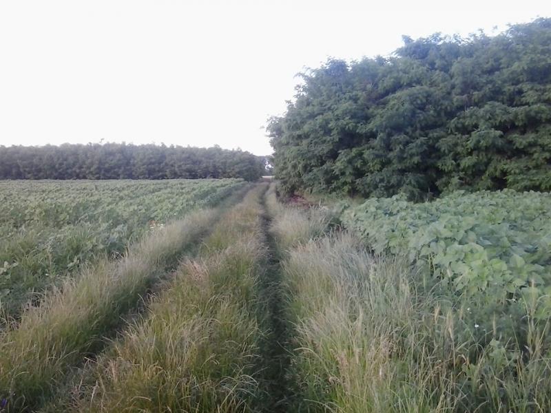 Uluitor! Fermier amendat de Garda de Mediu, după ce a plantat 40.000 de arbori! ”Sunt sigur că sunt și alți oameni în această situație, dar nu vorbesc de frică”