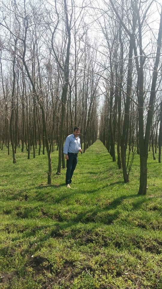 Uluitor! Fermier amendat de Garda de Mediu, după ce a plantat 40.000 de arbori! ”Sunt sigur că sunt și alți oameni în această situație, dar  nu vorbesc de frică”