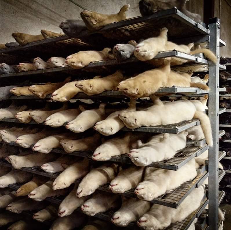 Înainte să-ți cumperi o haină de blană ar trebui să vezi aceste imagini. Ele sunt animalele ale căror trupuri le purtăm