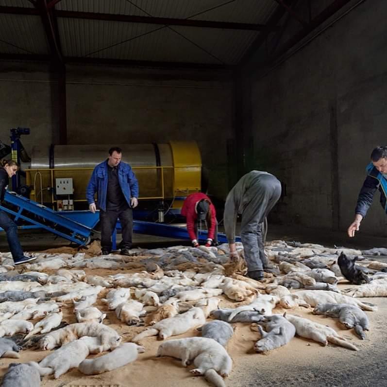 Înainte să-ți cumperi o haină de blană ar trebui să vezi aceste imagini. Ele sunt animalele ale căror trupuri le purtăm