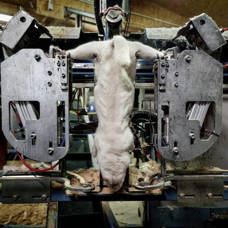 Înainte să-ți cumperi o haină de blană ar trebui să vezi aceste imagini. Ele sunt animalele ale căror trupuri le purtăm