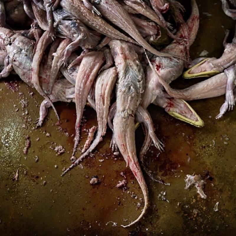 Înainte să-ți cumperi o haină de blană ar trebui să vezi aceste imagini. Ele sunt animalele ale căror trupuri le purtăm